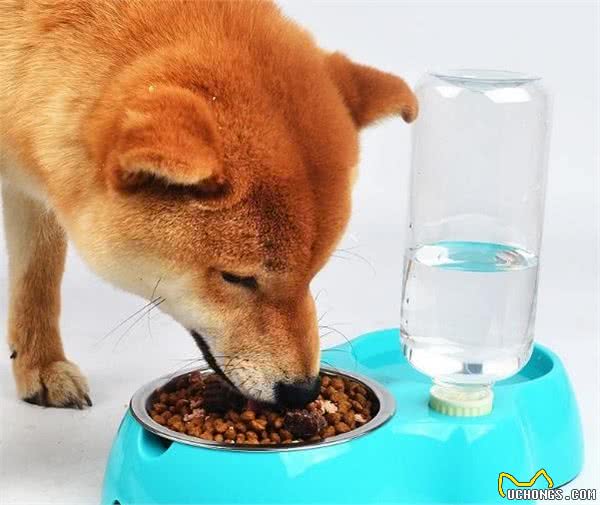狗狗鼻子退色可不正常，生病的几率十分大，不能大意