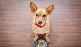 「训宠知识」犬护食该如何纠正