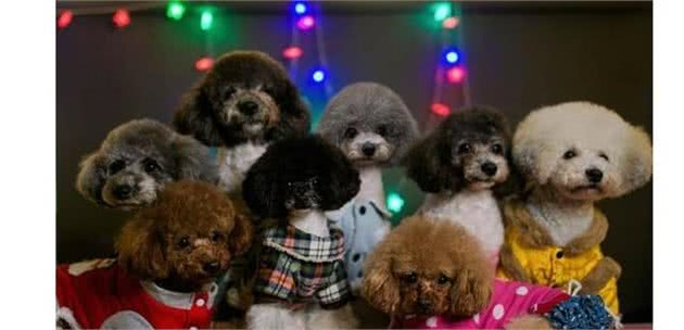 让贵宾犬变漂亮，这些部位一定得打理！