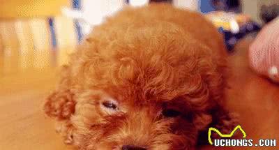 让贵宾犬变漂亮，这些部位一定得打理！