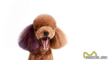 让贵宾犬变漂亮，这些部位一定得打理！