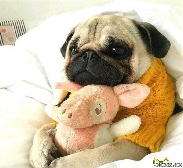 养巴哥犬的六种“痛”，不是每一个养狗的人都会懂