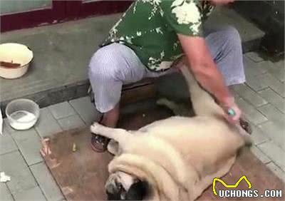 养巴哥犬的六种“痛”，不是每一个养狗的人都会懂