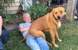 狗狗喜欢用屁股对着你，其实代表着几个意思，你还不知道吧