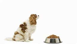你了解犬粮吗？容易常犯的4个犬粮误区