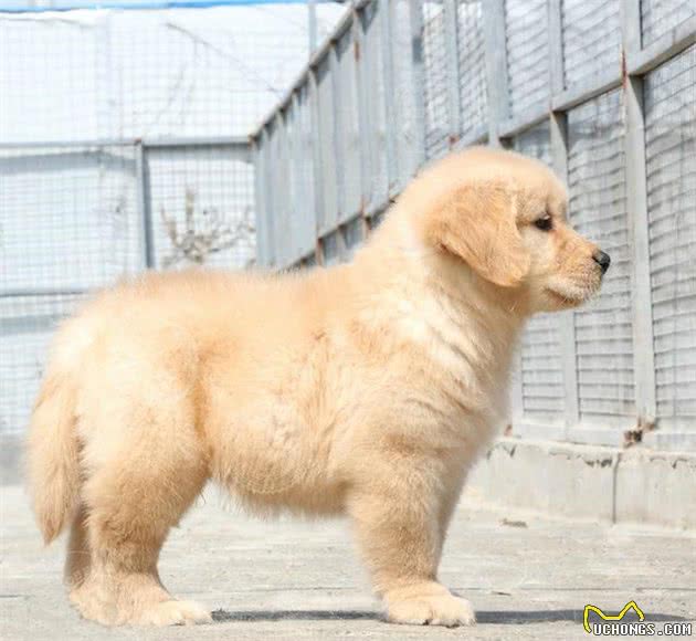 犬种科普介绍金毛巡回猎犬（金毛）