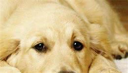 你是否忽视过这些现象？狗狗也会有心理问题！