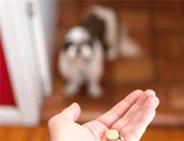 给狗狗喂药很痛苦？何不试试这3个办法，让狗狗乖乖吃药