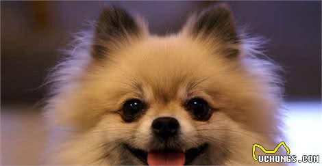 博美犬这么受欢迎是因为它有这五种优点