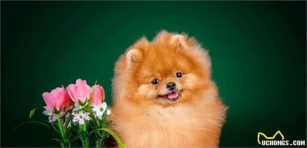 博美犬这么受欢迎是因为它有这五种优点
