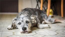 为什么狗狗会得抑郁症？狗狗没法自行调节情绪，主人又该怎么办？