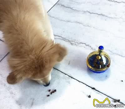 狗狗吃饭饥不择食，不怕噎着吗？主人该怎么让它慢慢吃？