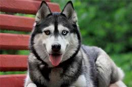 犬的品种大全之哈士奇