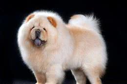 松狮犬饲养的十大必知的事儿
