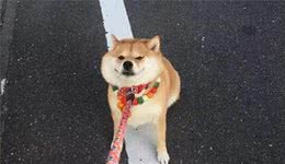 狗带牵引绳对抗不愿走狗带牵引绳不走怎么办