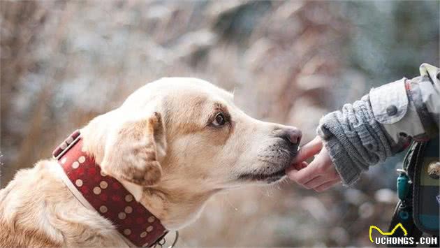 使用零食科学训犬，狗狗会更加听话，3个零食训犬要点必须记住