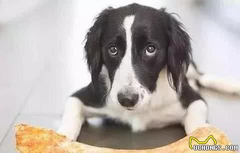 狗狗喜欢啃骨头的原因，就算是干巴巴的骨头，它也会喜欢