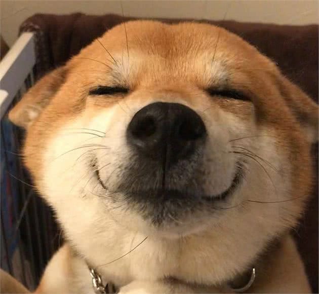 把握狗狗这8大微表情识别，你就能够准确看破它的心！