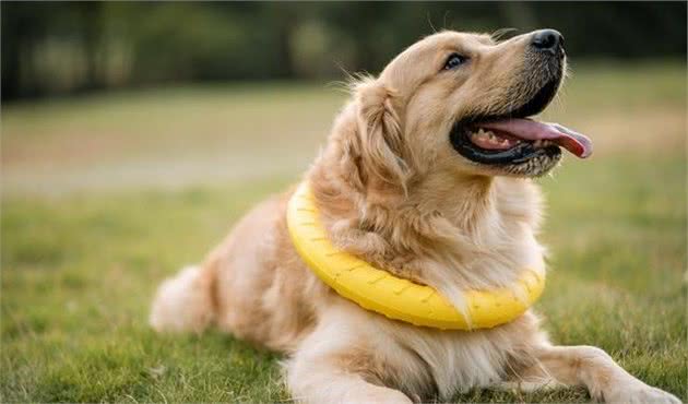 这些饲养金毛犬的错误方式，你参与了吗？