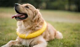 这些饲养金毛犬的错误方式，你参与了吗？