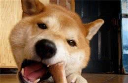 狗狗爱啃的骨头，恰好也最要命