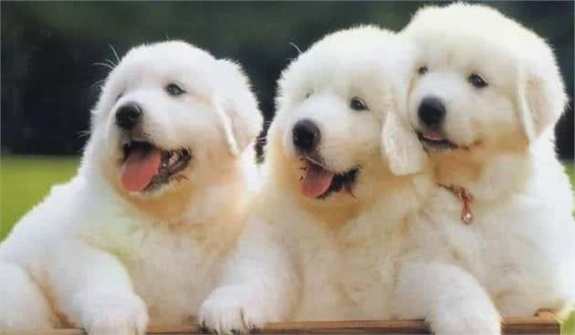 宠知识|几种无毛犬科普