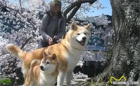 秋田犬和柴犬的8大区别，终于整明白了！