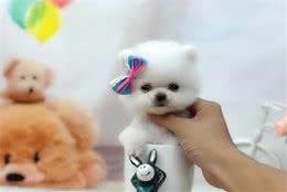 清点：6种最多见的小型犬，你们养过吗？