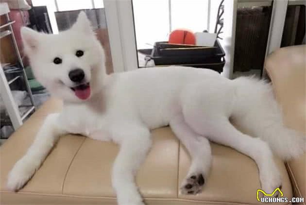 给狗狗剃毛，对它们的伤害到底有多大？以后打死都别这么做了