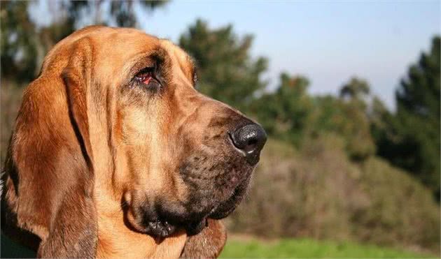 此犬可追踪超过14天气味可持续追踪220千米只因名字被人遗弃