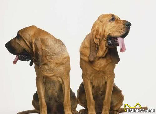 此犬可追踪超过14天气味可持续追踪220千米只因名字被人遗弃