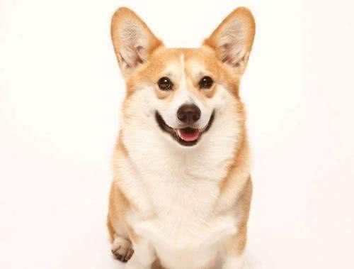 狗狗需不需要补钙？如何正确给狗狗补钙？