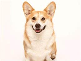 狗狗需不需要补钙？如何正确给狗狗补钙？