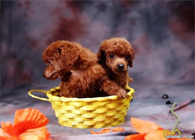 贵宾犬天生自带贵妇气质，养它就行动起来，教你怎么挑选