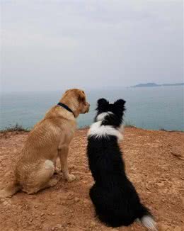 狗狗在家里都很乖，出门就不听话了，原来我们忽略了这个重要细节