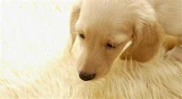 三分钟了解犬细小病毒病及治疗方案
