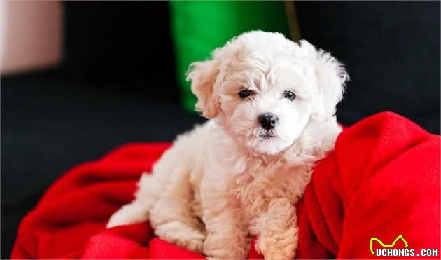 比熊犬脸上老是有泪痕，脏兮兮的难看死了，有什么办法除洁净？