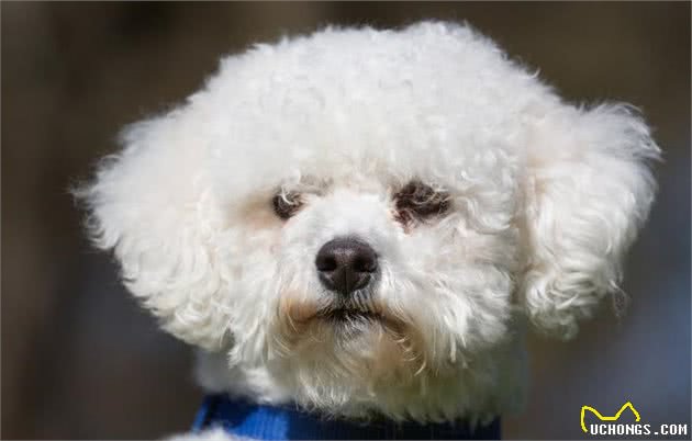 比熊犬脸上老是有泪痕，脏兮兮的难看死了，有什么办法除洁净？