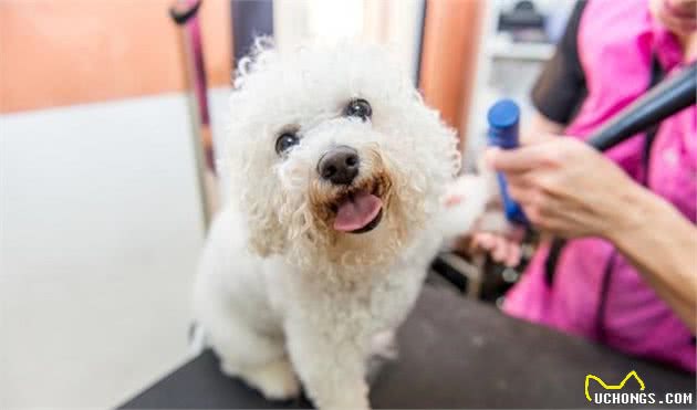 比熊犬脸上老是有泪痕，脏兮兮的难看死了，有什么办法除洁净？