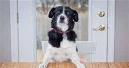 新手铲屎官养犬干货，这样饲养才能让狗狗健康又漂亮！
