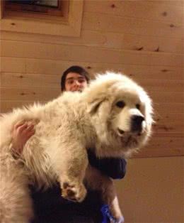 原来养一只大型犬，能够有这么多好处，看完好感动