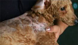 造成狗狗“真菌感染”的4大原因，你知道吗？