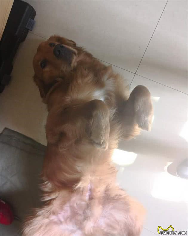 狗的心理分类