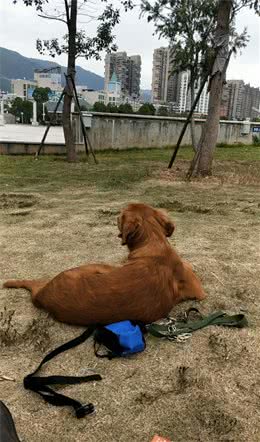 狗的心理分类
