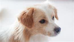 你的狗笼可能有大问题