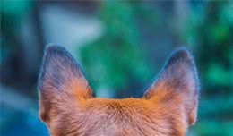 狗狗容易耳朵感染，特别是垂耳的犬种，这7个方法你找原因预防