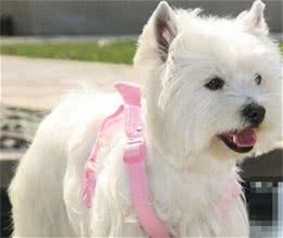 西高地白梗犬的掉毛程度掉毛现象不严重