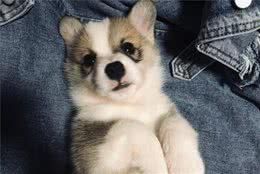 狗狗的异常行为，多是受到外界刺激而产生的的恐惧，天性反应