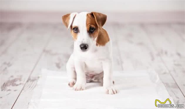 想养苏牧犬，不知道需要豫备什么？以下几点你需要知道