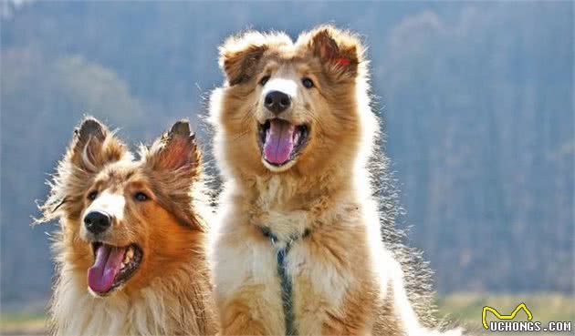 想养苏牧犬，不知道需要豫备什么？以下几点你需要知道